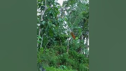 Red Earth, Rain Forest, Pacitan Regency, East Java, Indonesia, 2024