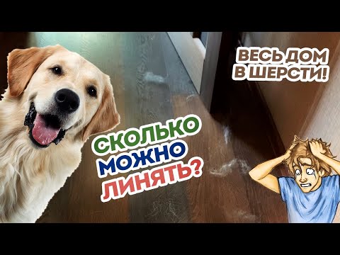 Собака сильно линяет! Сколько длится линька? Что делать? Плохой корм, аллергия или ...