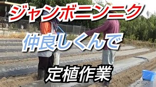 【野菜栽培】兄妹仲良し ジャンボニンニク育て方と定植#ニンニク#農作業#182 21/10/12