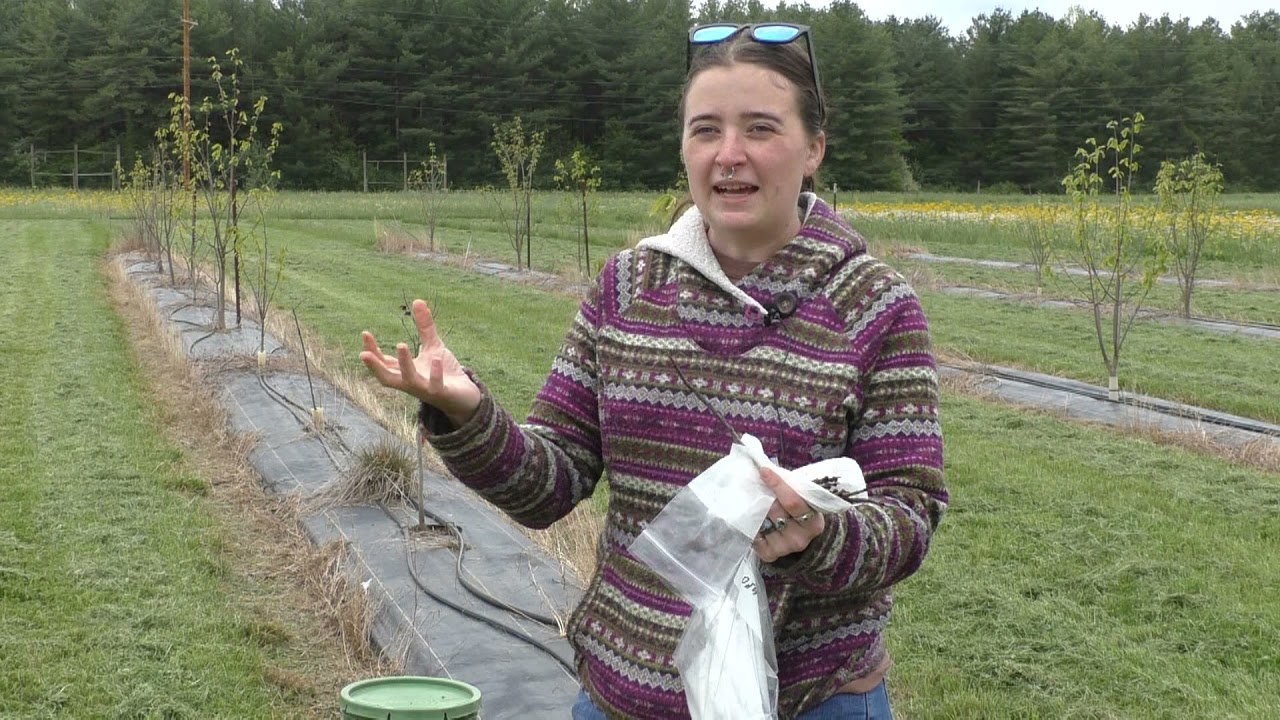 Как привить дерево папайи