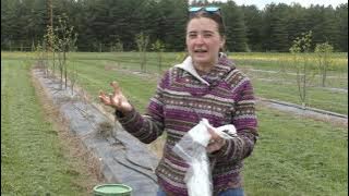 How to graft a pawpaw tree