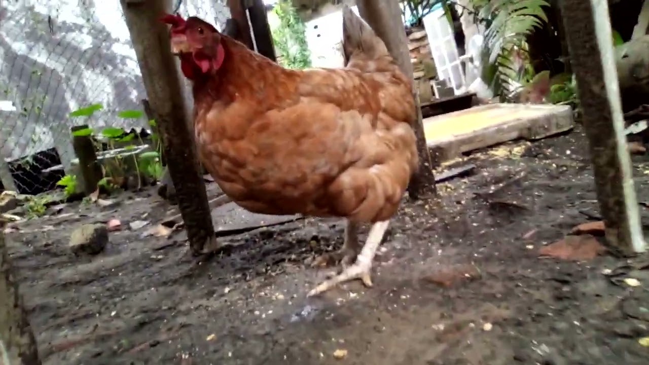 庭で遊ぶ猫と鶏 