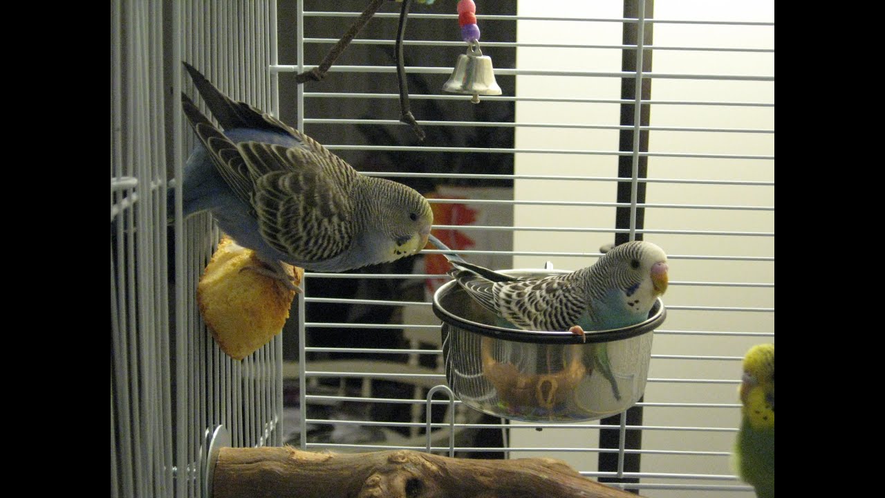 Treat Foods for Budgies YouTube