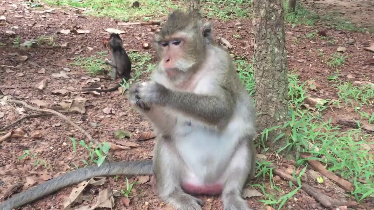 Funny Monkeys Meeting Pretty Girl At Angkor Wat Temple In Monkey Groups