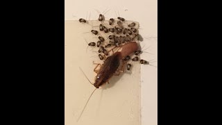 Famous How do Cockroach eggs look like? Profile