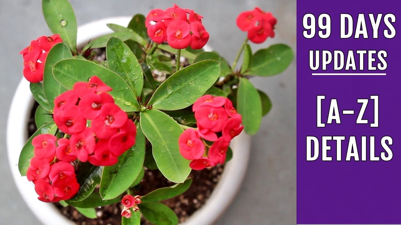 How to Grow and Care for Crown of Thorns (Euphorbia milii)