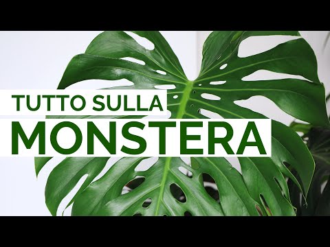 Video: Pianta di Monstera, la cui cura è reciprocamente vantaggiosa