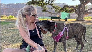 We Lost Our Best Friend Today… Heartbreaking Goodbye 😢