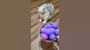 Cat and Balls 🌈⚽ Reverse Video #reverse #reversed #reversevideo #catreaction #marblerun