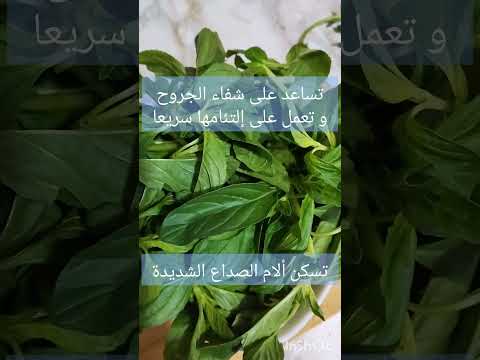 تبهرك عشبة الفليو الفوتنج البري النعناع البري بفوائده الصحية نذكر هنا بعض منها