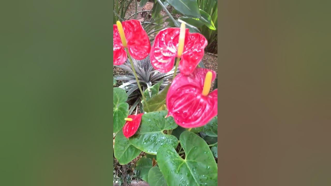 Красные каллы#сингапуп#каллы#цветы#оранжереи - YouTube