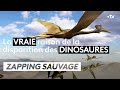 Comment les dinosaures ont (vraiment) disparu - ZAPPING SAUVAGE