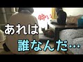 「誰だお前！」来客に絶望する超絶人見知り猫と、ついでに主