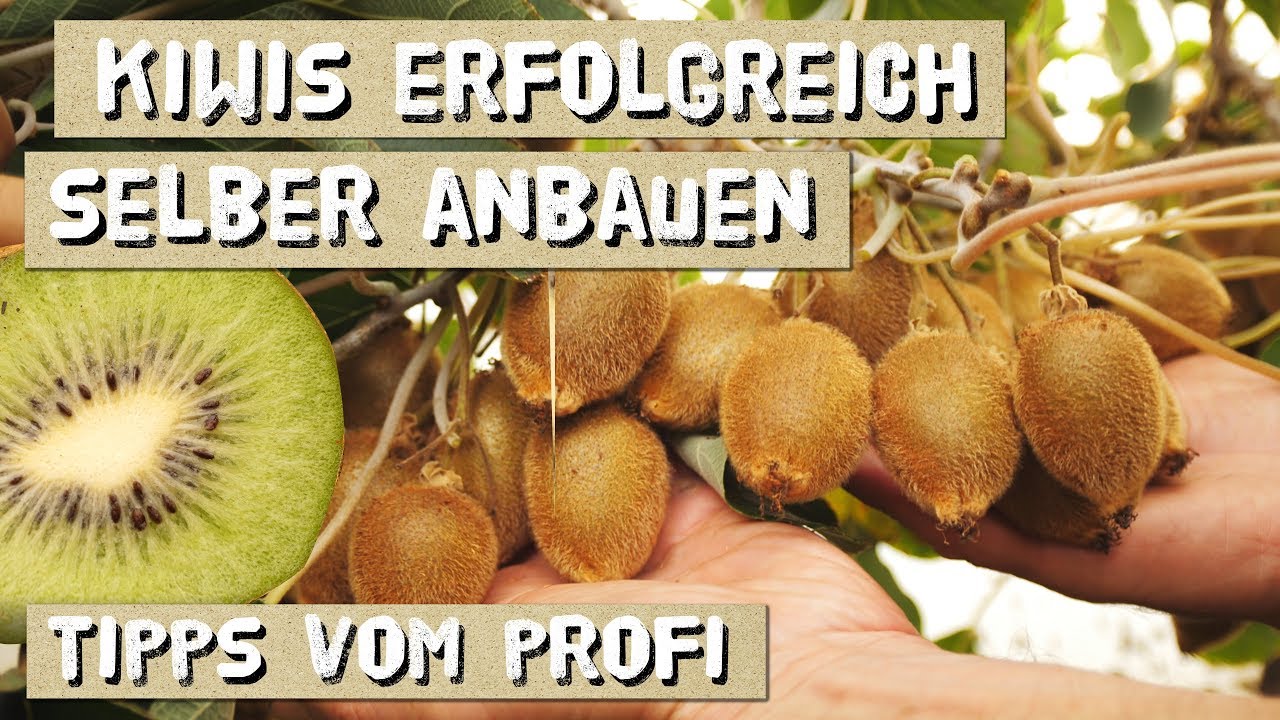 Kiwis selber anbauen - Viele Tipps vom Gärtner