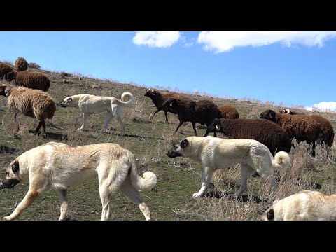 ERZURUMLU ÇOBANIN KANGAL KÖPEKLERİNİ GÖRMENİZ LAZIM ! MOR KOYUN, KURT BOĞAN KANGAL ANADOLU ASLANLARI