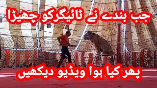 horse in Lucky Irani circus ||Tiger video in Lucky Irani circus #villagelife, #myfirstvlog