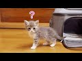 かわいい子猫が家にやってきた！お迎え初日【スコティッシュフォールド】