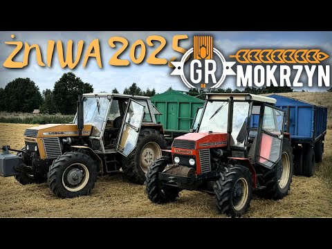 ŻNIWA 2025 w GR MOKRZYN 🔥 ODWÓZ OWSA Z POLA NA SILOSY *TRANSPORT & ROZŁADUNEK*🌾 ZETOR DŹWIĘK SILNIKA