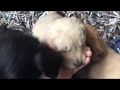 Labradoodle Goldendoodle Puppies Ready To Go Home