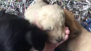 Labradoodle Goldendoodle Puppies Ready To Go Home by Terry Farm Kennel 247 views 5 years ago 3 minutes, 1 second