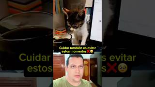 Un gato ecesita sentirse seguro #gatitos #rescateanimal #amoranimal #michis #adopta