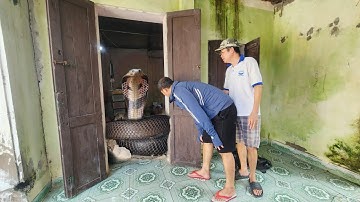 Cuộc Gọi Khẩn cấp ông lão 70 tuổi đang dọn nhà thì phát hiện rắn hổ mang dưới gầm tủ