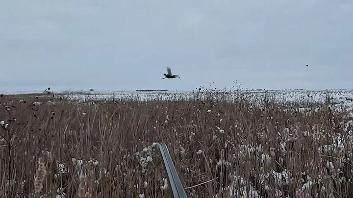 South Dakota Pheasant Hunting 11-08-2025