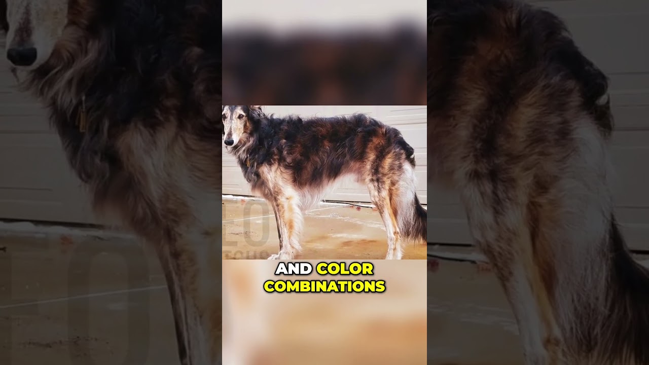 Meet the Silken Windhound - An Elegant Sighthound with a Beautiful Silky Coat