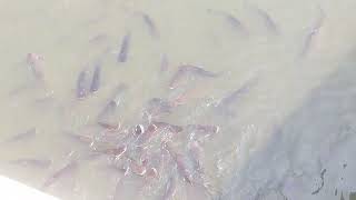 Monster Fish at Phetchabura Buddhist Park