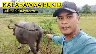 EP01 KALABAW SA BUKID|Pagpapastol(LAYDA NOLS VLOG)