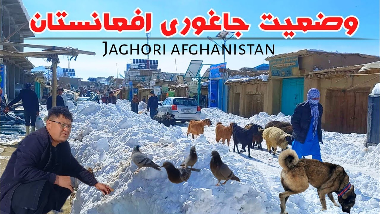 I will continue with more strength than before with the animals and nature of Jaghori Afghanistan.