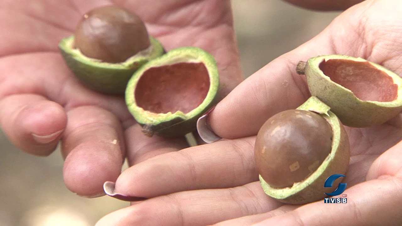 conhe-a-como-feita-a-produ-o-de-macad-mia-youtube