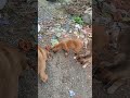 #abhi to party shuru hui hai #uttarakhand #pithoragarh #pets   #kharayatsanju