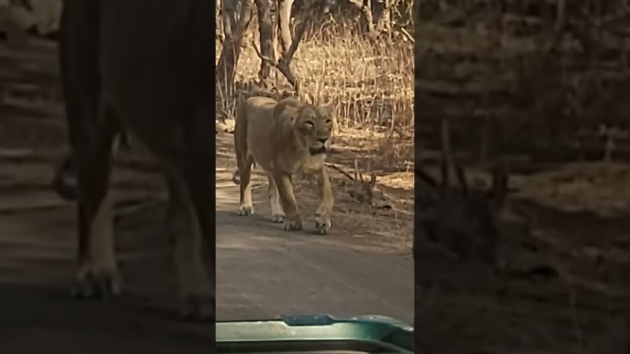 Close encounters with Lioness 