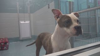 Surge of parvo cases in Guilford County