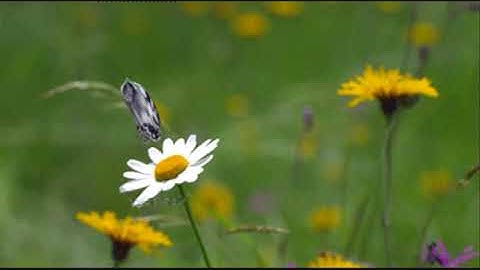 حالات واتساب قرآن |❤️| القارئ عبد الرحمن العوسي || سورة الشرح || ستوريات قرآن||Abdul Rahman Al Ossi