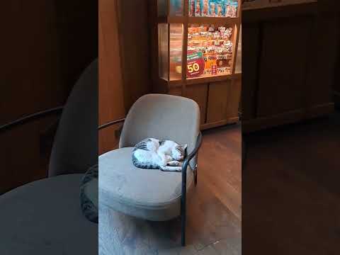Little cat 🐈 sleeping 😴 candy shop