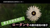 ローダンセの育て方 日常管理 Youtube