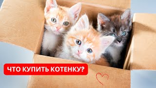 Как подготовиться к появлению котёнка: что купить для котёнка? Чек-лист нового владельца котёнка