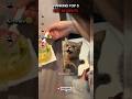 RANKING TOP 5 CAT MOMENTS 😺#cat #viral #funny #cute #fyp