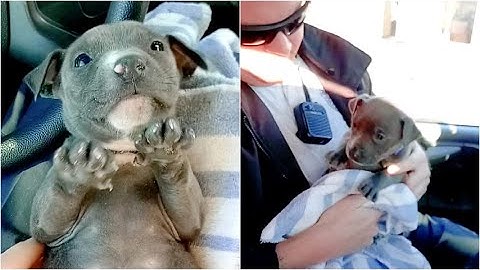 Trovano un cagnolino congelato sotto al ponte: l'emozionante salvataggio dei poliziotti