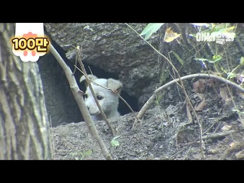 깊은 산 속 거대한 바위를 지키는 개가 있습니다 ㅣA <strong>Dog</strong> Guards A <strong>Giant</strong> Rock..?!