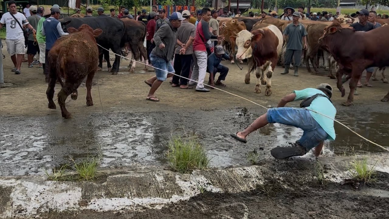 Стадо коров обезумело, и людей потащило вниз.