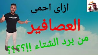 حمايه العصافير من برد الشتاء ؟؟ جرب وادعيلى ?️