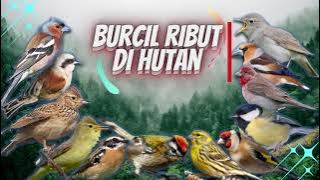 BURCIL di Alam Liar Untuk Masteran dan Pikat || Suara Burung Kecil Ribut di Hutan