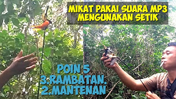 mikat pakai suara MP3, menggunakan stik,poin 5 ekor.3,rambatan 2,mantenan di satu tempat.