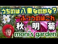 moni's garden #庭の花 #花 #ガーデニング #秋明菊 #シュウメイギク