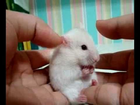 scared-hamster