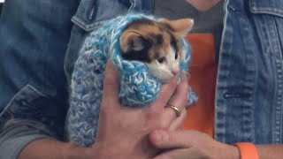 Best Friends Animal Society Kittenpalooza event preview featuring adoptable kitten Yogurt