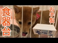 柴犬 豆柴 子犬 生後3ヶ月 麦 食器台作ったよ！ (ゆっくりボイス付き)